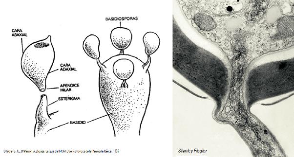 Morfologia de la espora  y foto microscopio electrónico de  transmision region hilar de basidiospora 